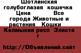 Шотланская голубоглазая  кошечка › Цена ­ 5 000 - Все города Животные и растения » Кошки   . Калмыкия респ.,Элиста г.